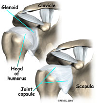 shoulder-anatomy-ligaments